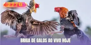Briga de Galos ao Vivo de Hoje