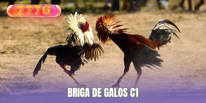 Briga de Galos C1